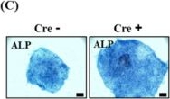 Fig.2.C showing Flow cytometry/Cell sorting in a Homo sapiens (Human) sample from the publication: Elimination of Reprogramming Transgenes Facilitates the Differentiation of Induced Pluripotent Stem Cells into Hepatocyte-like Cells and Hepatic Organoids.