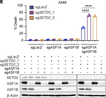 Fig.7.E showing Western Blotting from the publication: SETD2 regulates chromatin accessibility and transcription to suppress lung tumorigenesis.