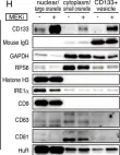 Fig.5.H showing Western Blotting in a Mus musculus (House mouse) sample from the publication: Identification of CD133+ intercellsomes in intercellular communication to offset intracellular signal deficit.