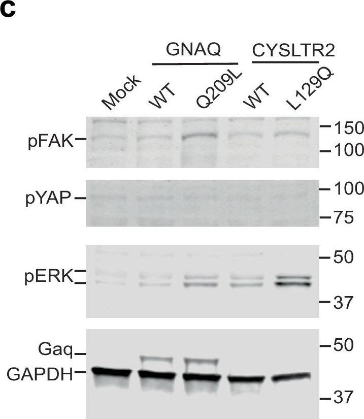 Fig.5.C showing Western Blotting in a Homo sapiens (Human) sample from the publication: Systems modeling of oncogenic G-protein and GPCR signaling reveals unexpected differences in downstream pathway activation.