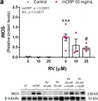 Fig.3.A showing Western Blotting from the publication: Resveratrol Activates Antioxidant Protective Mechanisms in Cellular Models of Alzheimer's Disease Inflammation.