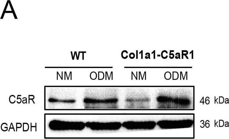 Fig.1.A showing Western Blotting in a Mus musculus (House mouse) sample from the publication: Osteoblast-specific overexpression of complement receptor C5aR1 impairs fracture healing.