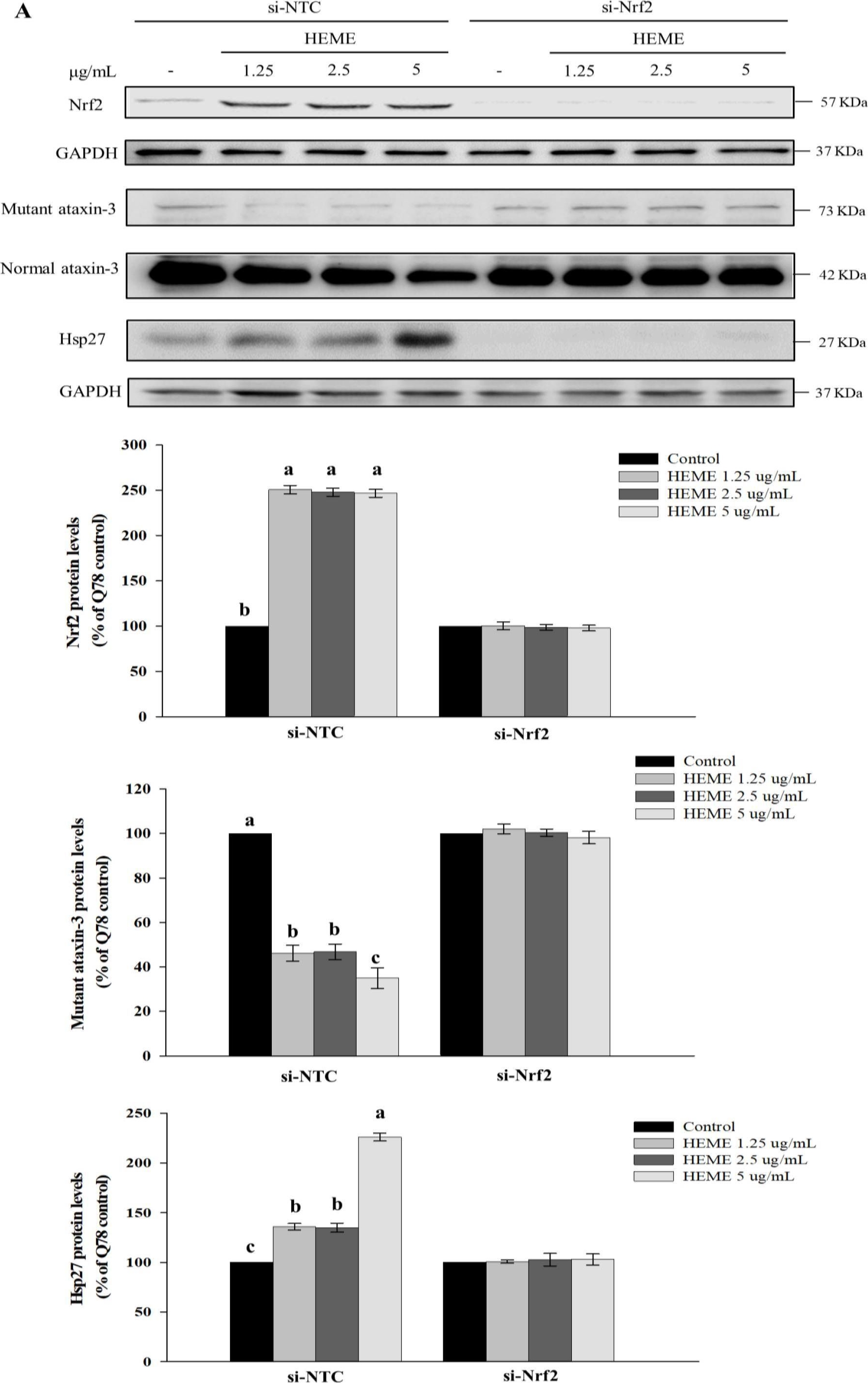Fig.8.A showing Western Blotting in a Homo sapiens (Human) sample from the publication: Erinacine A-Enriched Hericium erinaceus Mycelium Ethanol Extract Lessens Cellular Damage in Cell and Drosophila Models of Spinocerebellar Ataxia Type 3 by Improvement of Nrf2 Activation.