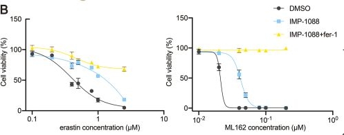 Fig.3.B from the publication: Application of a novel myristoylproteomics approach identifies GLIPR2 as a key pro-ferroptotic substrate in non-small cell lung cancer.