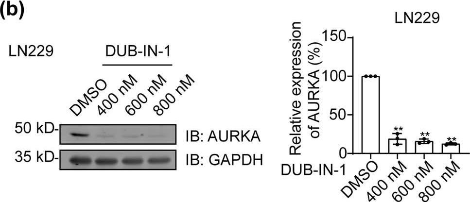 Fig.5.B showing Western Blotting from the publication: Pharmacological inhibition of the ubiquitin-specific protease 8 effectively suppresses glioblastoma cell growth.