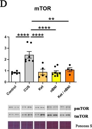 Fig.2.D showing Western Blotting in a Mus musculus (House mouse) sample from the publication: Kappa-Opioid Receptor Antagonism Prolongs the Antidepressant Effects of Ketamine in Adult Mice with Depression-like Behavior Induced by Adolescent Chronic Unpredictable Stress.