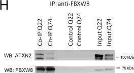 Fig.1.H showing Western Blotting in a Homo sapiens (Human) sample from the publication: Both ubiquitin ligases FBXW8 and PARK2 are sequestrated into insolubility by ATXN2 PolyQ expansions, but only FBXW8 expression is dysregulated.