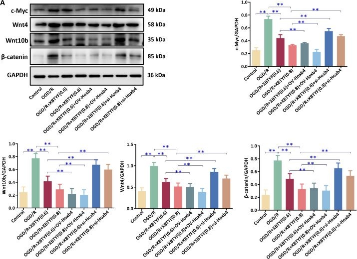 Fig.7.A showing Western Blotting from the publication: Hoxb4 upregulation by Xuan Bi Tong Yu Fang confers cardioprotection via repression of the Wnt/β-catenin pathway in myocardial ischemia-reperfusion injury.