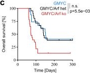 Fig.5.C from the publication: ARF suppression by MYC but not MYCN confers increased malignancy of aggressive pediatric brain tumors.