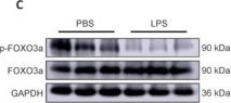 Fig.6.C showing Western Blotting in a Rattus norvegicus (Rat) sample from the publication: Spinal cord injury-derived exosomes exacerbate damage: miR-155-5p mediates inflammatory responses.