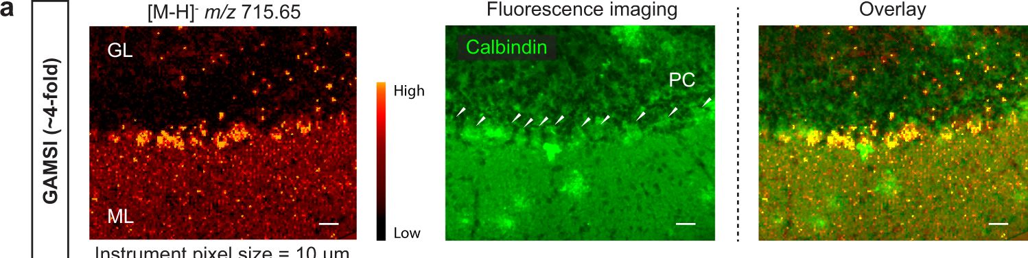Fig.5.A showing Immunohistochemistry-immunofluorescence in a Mus musculus (House mouse) sample from the publication: Gel-assisted mass spectrometry imaging enables sub-micrometer spatial lipidomics.