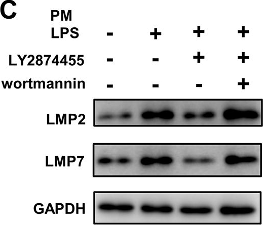 Fig.4.C showing Western Blotting from the publication: Pharmacological induction of autophagy reduces inflammation in macrophages by degrading immunoproteasome subunits.