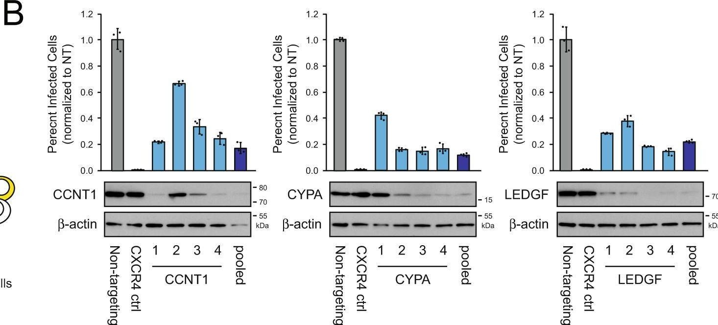 Fig.6.B showing Western Blotting in a HIV sample from the publication: A functional map of HIV-host interactions in primary human T cells.