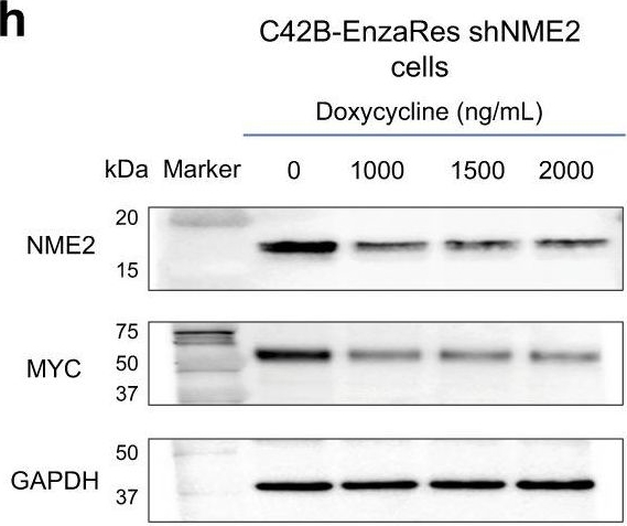 Fig.7.H showing Western Blotting from the publication: Mechanism-centric regulatory network identifies NME2 and MYC programs as markers of Enzalutamide resistance in CRPC.