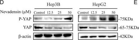 Phospho-YAP (Ser397) (D1E7Y) Rabbit mAb | Cell Signaling