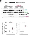 Fig.5.E showing Western Blotting from the publication: Huntingtin recruits KIF1A to transport synaptic vesicle precursors along the mouse axon to support synaptic transmission and motor skill learning.
