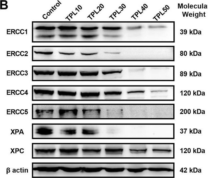Fig.7.B showing Western Blotting in a Homo sapiens (Human) sample from the publication: Triptolide enhances carboplatin-induced apoptosis by inhibiting nucleotide excision repair (NER) activity in melanoma.