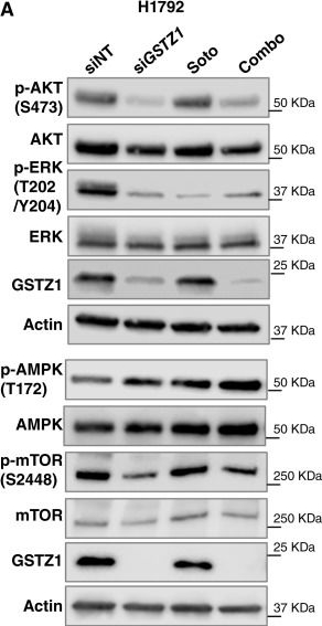 Fig.5.A showing Western Blotting in a Homo sapiens (Human) sample from the publication: Targeting GSTZ1 Sensitizes KRASG12C-Mutant Lung Cancer Cells by Overcoming Glutathione and Glycolysis Pathway Rewiring.