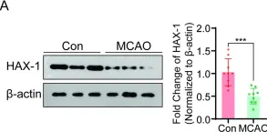Fig.2.A showing Western Blotting in a Mus musculus (House mouse) sample from the publication: HAX-1 interferes in assembly of NLRP3-ASC to block microglial pyroptosis in cerebral I/R injury.