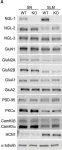 Fig.7.A showing Western Blotting in a Mus musculus (House mouse) sample from the publication: NGL-1/LRRC4C Deletion Moderately Suppresses Hippocampal Excitatory Synapse Development and Function in an Input-Independent Manner.