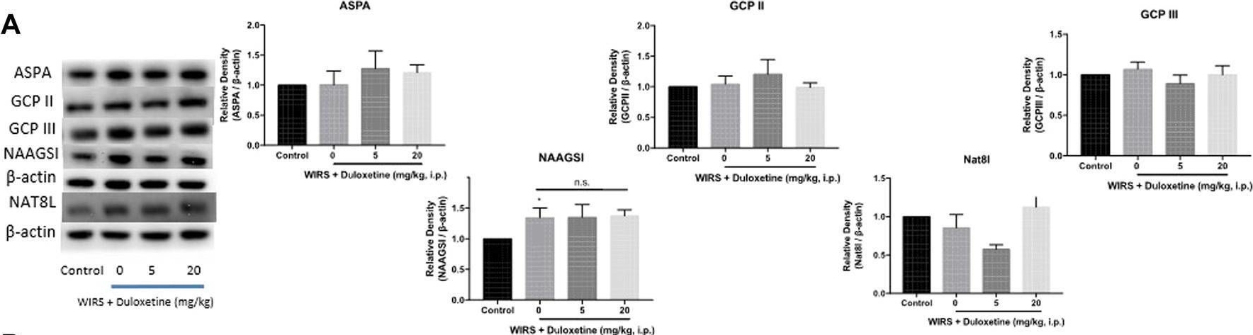 Fig.3.A showing Western Blotting in a Rattus norvegicus (Rat) sample from the publication: Increasing Aspartoacylase in the Central Amygdala: The Common Mechanism of Gastroprotective Effects of Monoamine-Based Antidepressants Against Stress.