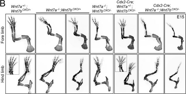 Fig.1.B showing Flow cytometry/Cell sorting from the publication: The WNT7A/WNT7B/GPR124/RECK signaling module plays an essential role in mammalian limb development.