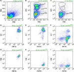 Fig.5.A showing Flow cytometry/Cell sorting in a Mus musculus (House mouse) sample from the publication: Inflammatory monocytes damage the hippocampus during acute picornavirus infection of the brain.