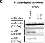 Fig.5.C showing Western Blotting in a Homo sapiens (Human) sample from the publication: A proteomic study of mitotic phase-specific interactors of EB1 reveals a role for SXIP-mediated protein interactions in anaphase onset.