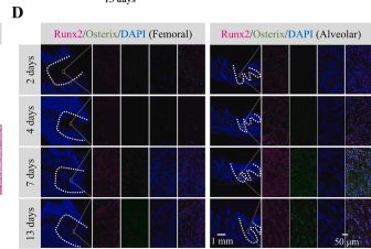 Fig.1.D showing Immunocytochemistry-immunofluorescence in a Rattus norvegicus (Rat) sample from the publication: Multi-omics-informed hydrogel design: modulating IL-6 to reduce endoplasmic reticulum stress in bone regeneration.
