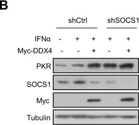 Fig.7.B showing Western Blotting in a Homo sapiens (Human) sample from the publication: DDX4 enhances antiviral activity of type I interferon by disrupting interaction of USP7/SOCS1 and promoting degradation of SOCS1.