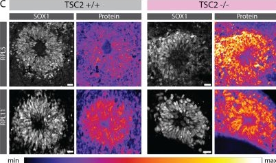 Fig.5.C showing Immunocytochemistry-immunofluorescence from the publication: Integrated transcriptome and proteome analysis reveals posttranscriptional regulation of ribosomal genes in human brain organoids.