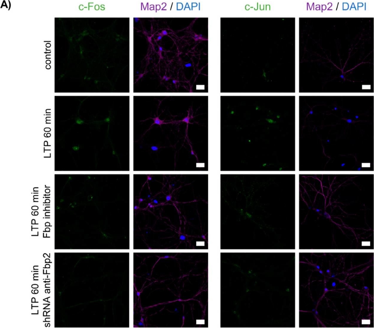 Fig.6.A showing Immunofluorescence in a Mus musculus (House mouse) sample from the publication: Fructose 1,6-Bisphosphatase 2 Plays a Crucial Role in the Induction and Maintenance of Long-Term Potentiation.