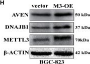 Fig.6.H showing Western Blotting in a Homo sapiens (Human) sample from the publication: Integrative proteomics and m6A microarray analyses of the signatures induced by METTL3 reveals prognostically significant in gastric cancer by affecting cellular metabolism.