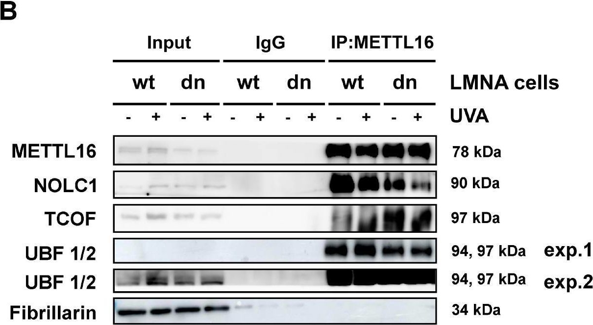 Fig.6.B showing Western Blotting in a Mus musculus (House mouse) sample from the publication: Localization of METTL16 at the Nuclear Periphery and the Nucleolus Is Cell Cycle-Specific and METTL16 Interacts with Several Nucleolar Proteins.