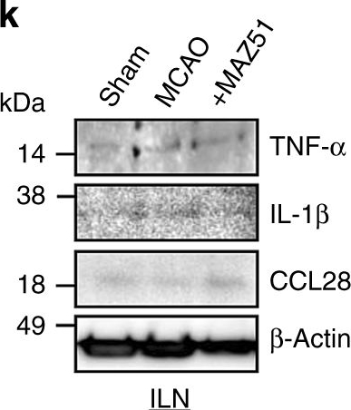 Fig.4.K showing Western Blotting from the publication: Brain-to-cervical lymph node signaling after stroke.