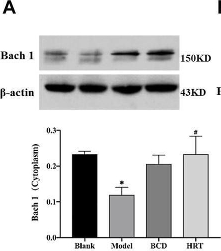 Fig.7.A showing Western Blotting in a Mus musculus (House mouse) sample from the publication: Bushen Culuan Decoction Ameliorates Premature Ovarian Insufficiency by Acting on the Nrf2/ARE Signaling Pathway to Alleviate Oxidative Stress.