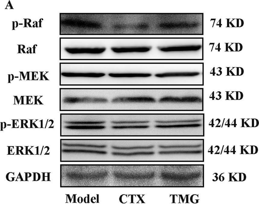 Fig.5.A showing Western Blotting in a Mus musculus (House mouse) sample from the publication: Anti-colorectal cancer effect of total minor ginsenosides produced by lactobacilli transformation of major ginsenosides by inducing apoptosis and regulating gut microbiota.