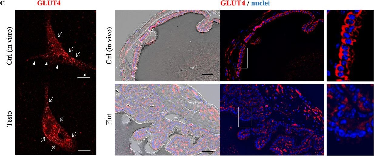 Fig.6.C showing Immunohistochemistry-immunofluorescence in a Mus musculus (House mouse) sample from the publication: Testosterone-induced metabolic changes in seminal vesicle epithelium modify seminal plasma components with potential to improve sperm motility.