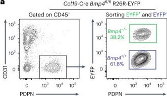 Fig.3.A showing Flow cytometry/Cell sorting from the publication: Bone morphogenic protein-4 availability in the cardiac microenvironment controls inflammation and fibrosis in autoimmune myocarditis.