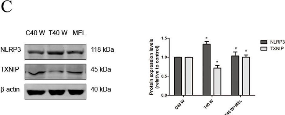 Fig.4.C showing Western Blotting from the publication: Long-Term Treatment with Low-Level Arsenite Induces Aberrant Proliferation and Migration via Redox Rebalance in Human Urothelial Cells.
