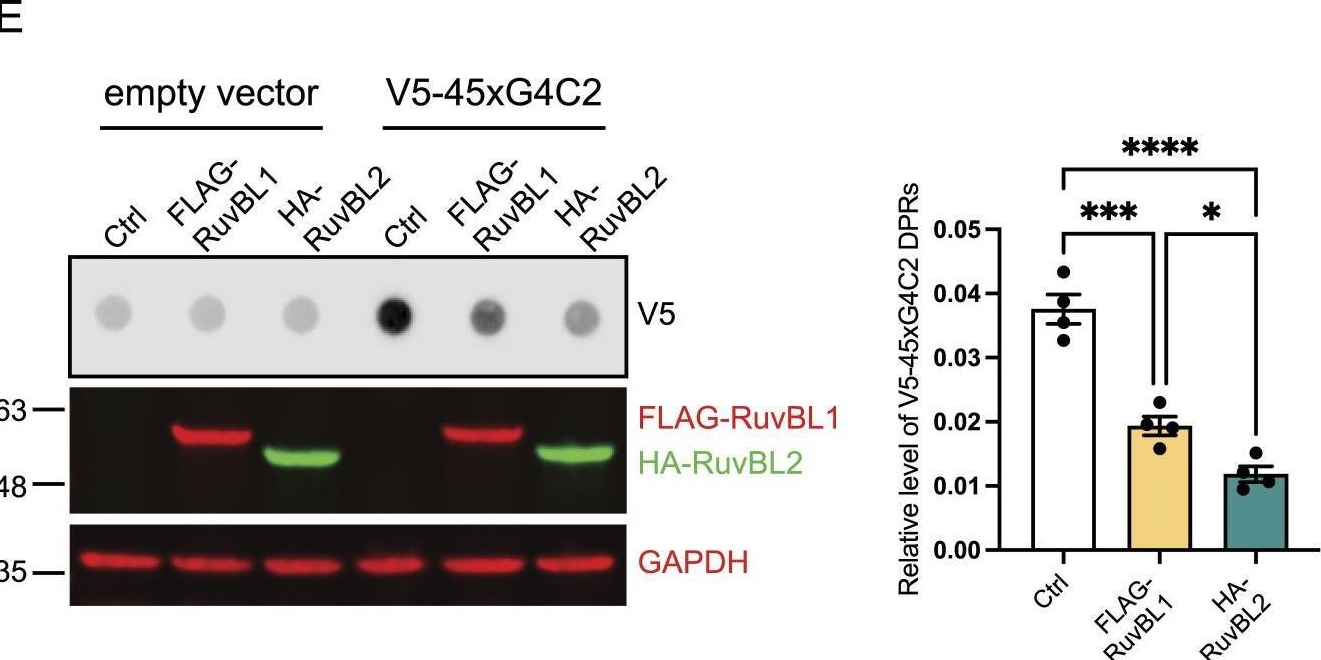 Fig.1.E showing Western Blotting in a Rattus norvegicus (Rat) sample from the publication: RuvBL1/2 reduce toxic dipeptide repeat protein burden in multiple models of C9orf72-ALS/FTD.
