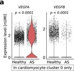 Fig.6.A showing Flow cytometry/Cell sorting from the publication: A human cell atlas of the pressure-induced hypertrophic heart.