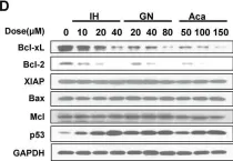Fig.4.D showing Western Blotting in a Homo sapiens (Human) sample from the publication: Flavonoids inhibit cell proliferation and induce apoptosis and autophagy through downregulation of PI3Kγ mediated PI3K/AKT/mTOR/p70S6K/ULK signaling pathway in human breast cancer cells.