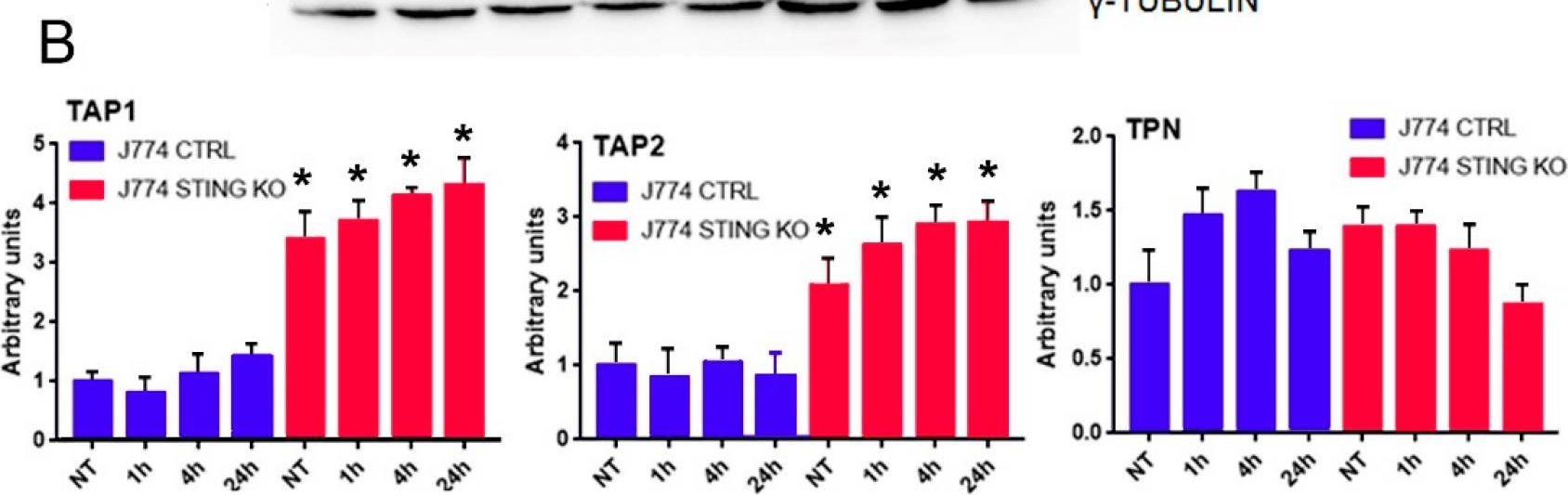 Fig.4.B showing Western Blotting in a Bos taurus (Bovine) sample from the publication: The Lack of STING Impairs the MHC-I Dependent Antigen Presentation and JAK/STAT Signaling in Murine Macrophages.