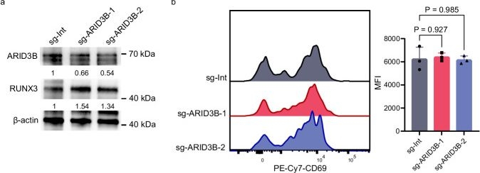 Fig.7.A showing Flow cytometry/Cell sorting from the publication: Arid3b suppresses CD8 + T cell infiltration and function in microsatellite-stable colorectal cancer via Runx3.