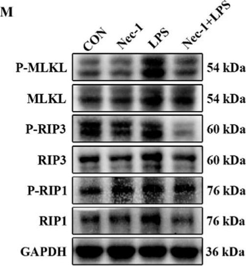Fig.4.M showing Western Blotting from the publication: Necroptosis Mediates Muscle Protein Degradation in a Cachexia Model of Weanling Pig with Lipopolysaccharide Challenge.