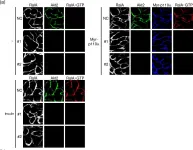 Fig.5.A showing Immunocytochemistry-immunofluorescence from the publication: Involvement of the protein kinase Akt2 in insulin-stimulated Rac1 activation leading to glucose uptake in mouse skeletal muscle.