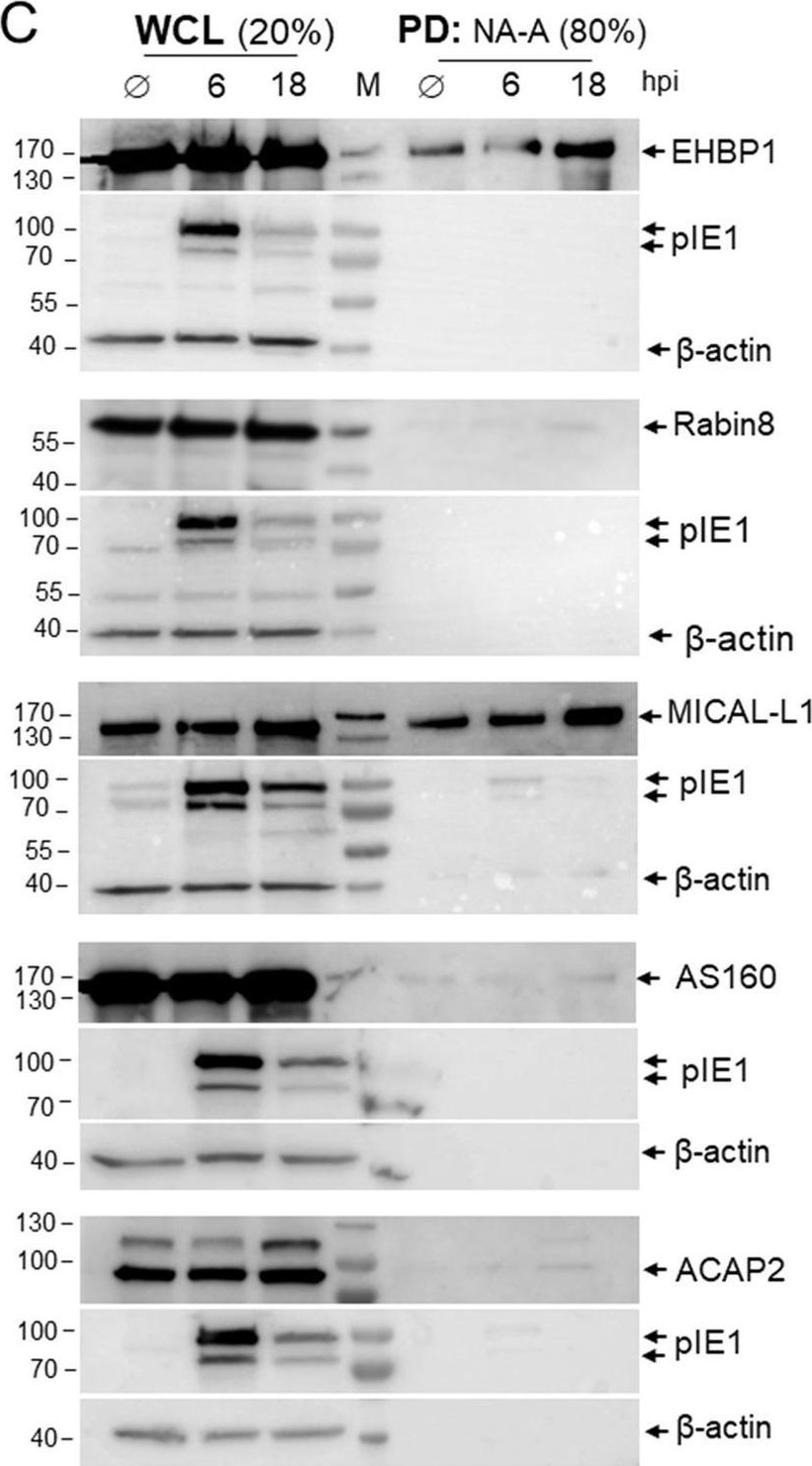 Fig.4.C showing Western Blotting in a Mus musculus (House mouse) sample from the publication: Rab10-associated tubulation as an early marker for biogenesis of the assembly compartment in cytomegalovirus-infected cells.