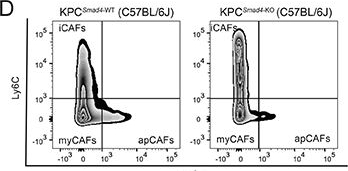 Fig.4.D showing Flow cytometry/Cell sorting in a Mus musculus (House mouse) sample from the publication: SMAD4 and KRAS Status Shapes Cancer Cell-Stromal Cross-Talk and Therapeutic Response in Pancreatic Cancer.