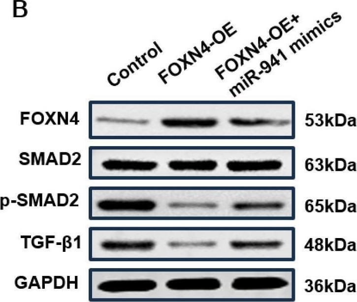 Fig.6.B showing Western Blotting in a Homo sapiens (Human) sample from the publication: The miR-941/FOXN4/TGF-β feedback loop induces N2 polarization of neutrophils and enhances tumor progression of lung adenocarcinoma.